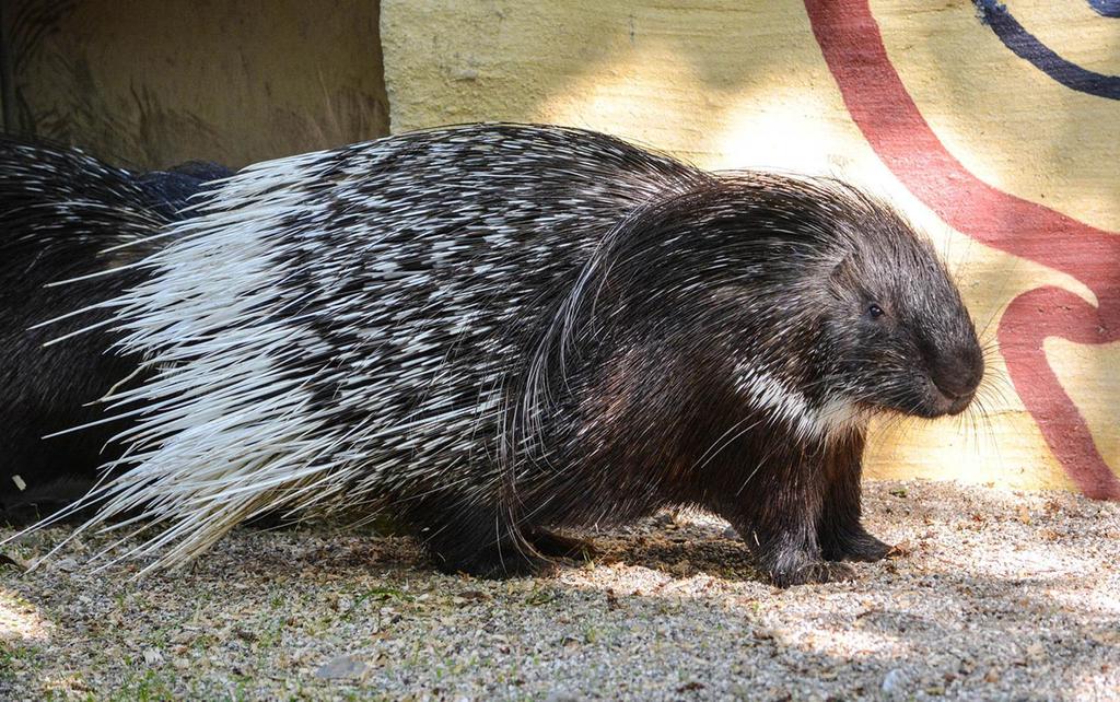 Stachelschwein