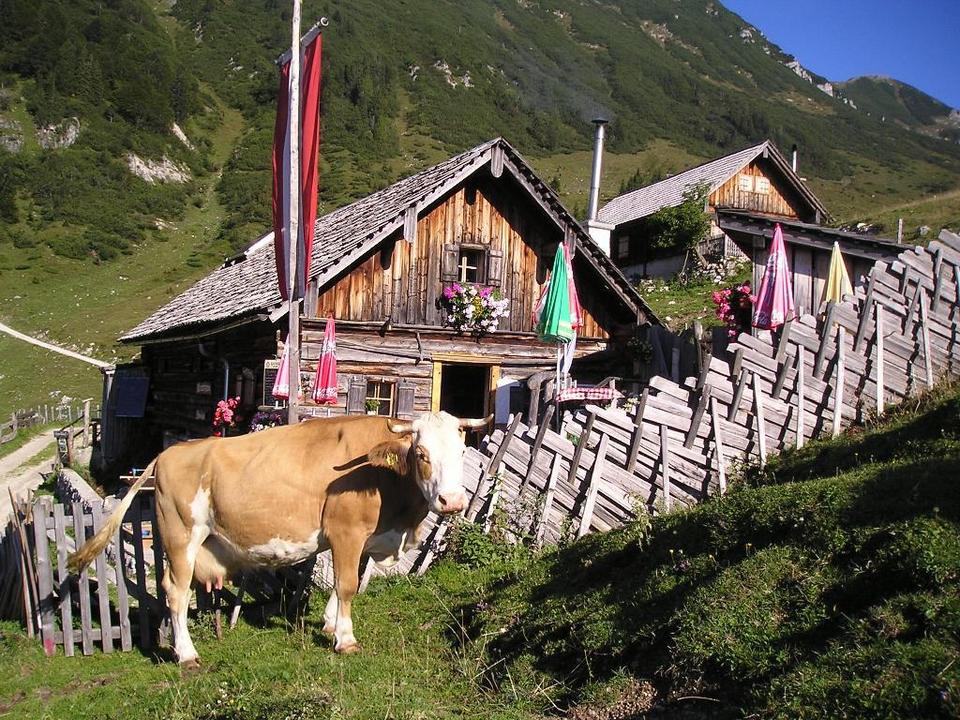 Animoshütte / Rinnbergalm Kuh vor Hütte