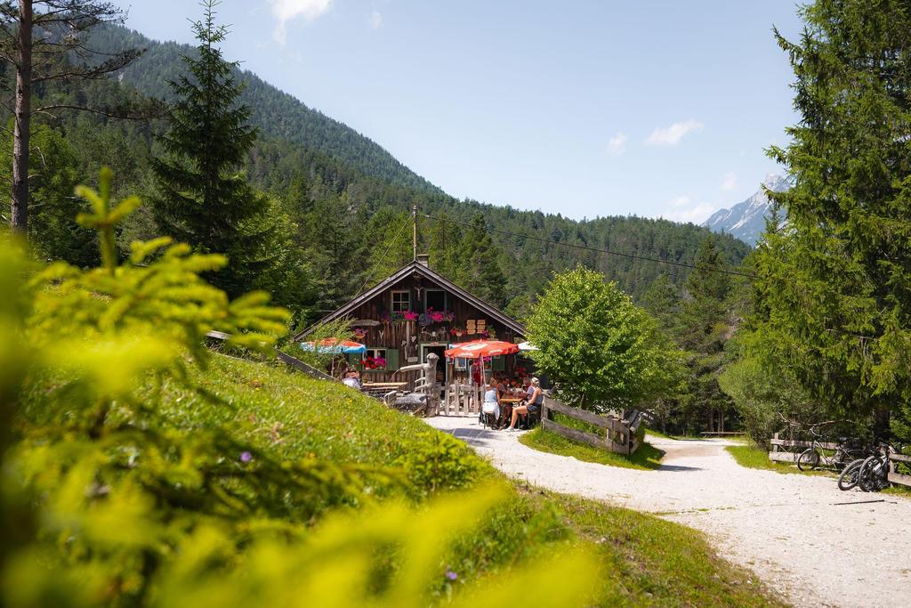 Scharnitzer Alm mit Tannenzweigen im Vordergrund