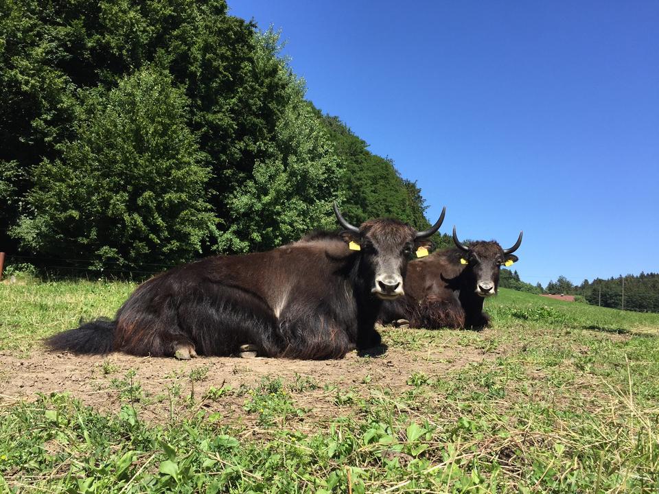 Bio Yak
